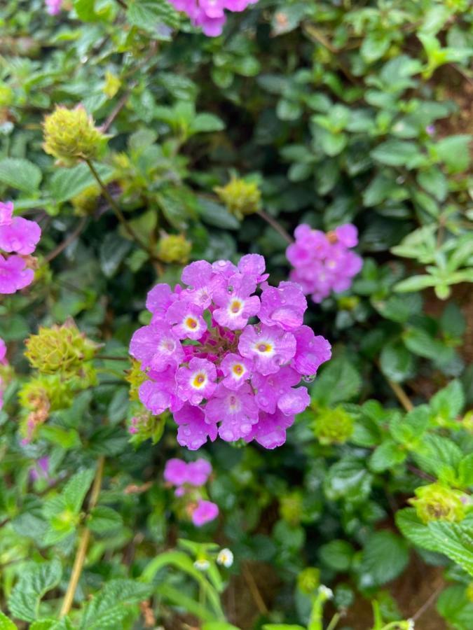 Da Lat Sunshine Garden Hotell Exteriör bild